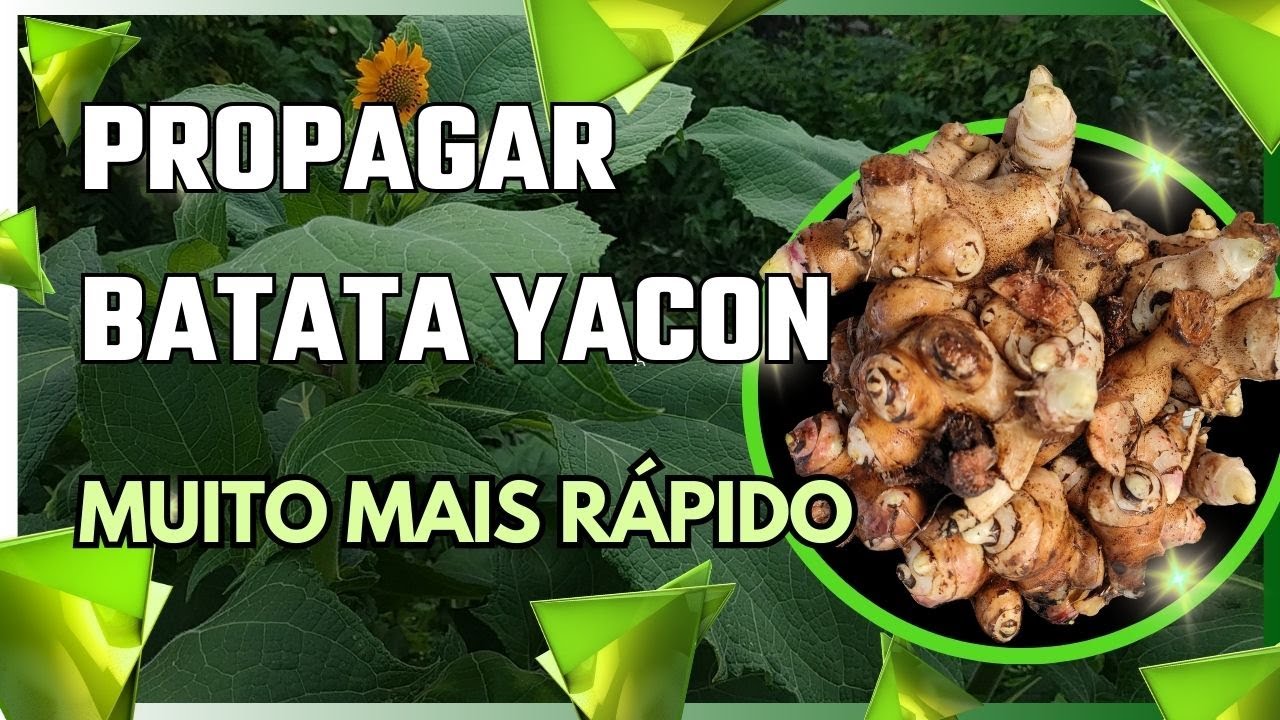 Cultivo de Batata Yacon: Segredos para Produtividade Máxima!