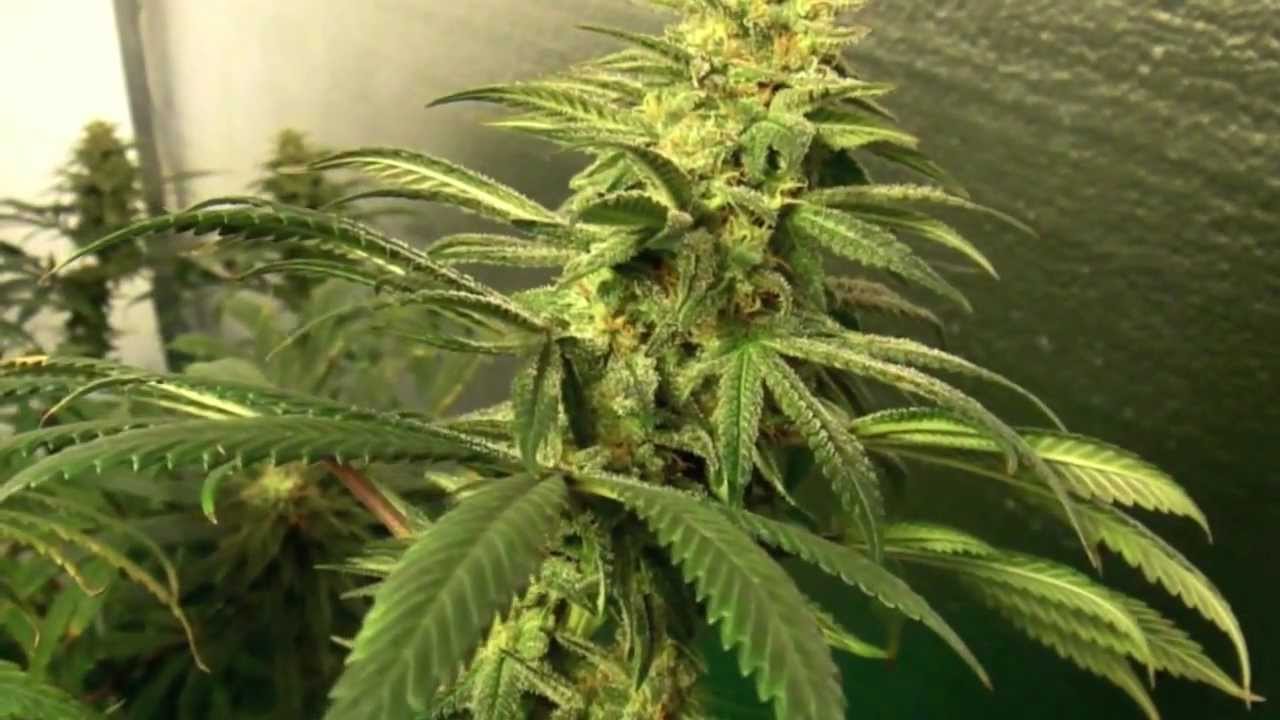 Afghan Kush, Critical Sensi Star + Pro-Grow 550 LED grow light, Ep. 11