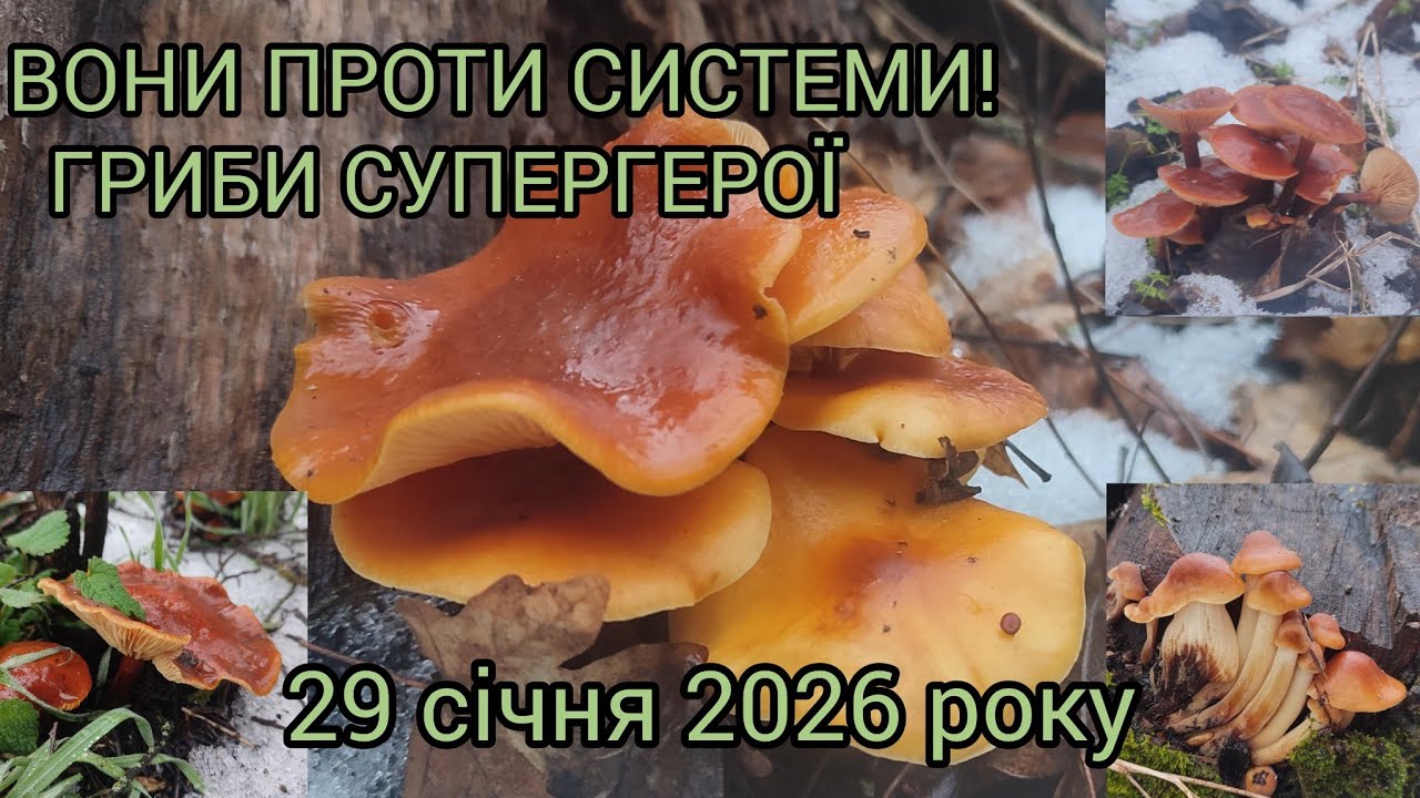 🤯 Дійсно шок! Тільки ці гриби на це здатні😳 29 січня 2026 року #гриби #mushroom #фламулина #зима 
