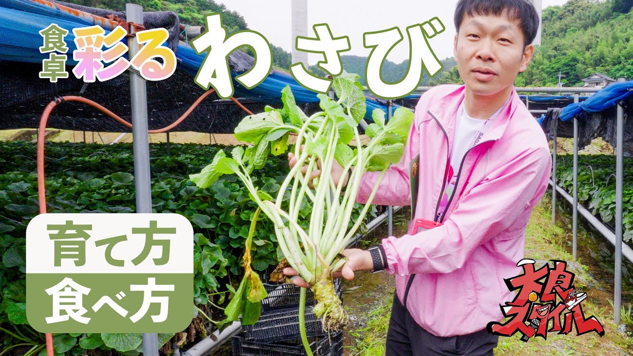 【本わさび】九州最広のわさび畑で栽培！その深い美味しさの秘密-佐賀県太良町