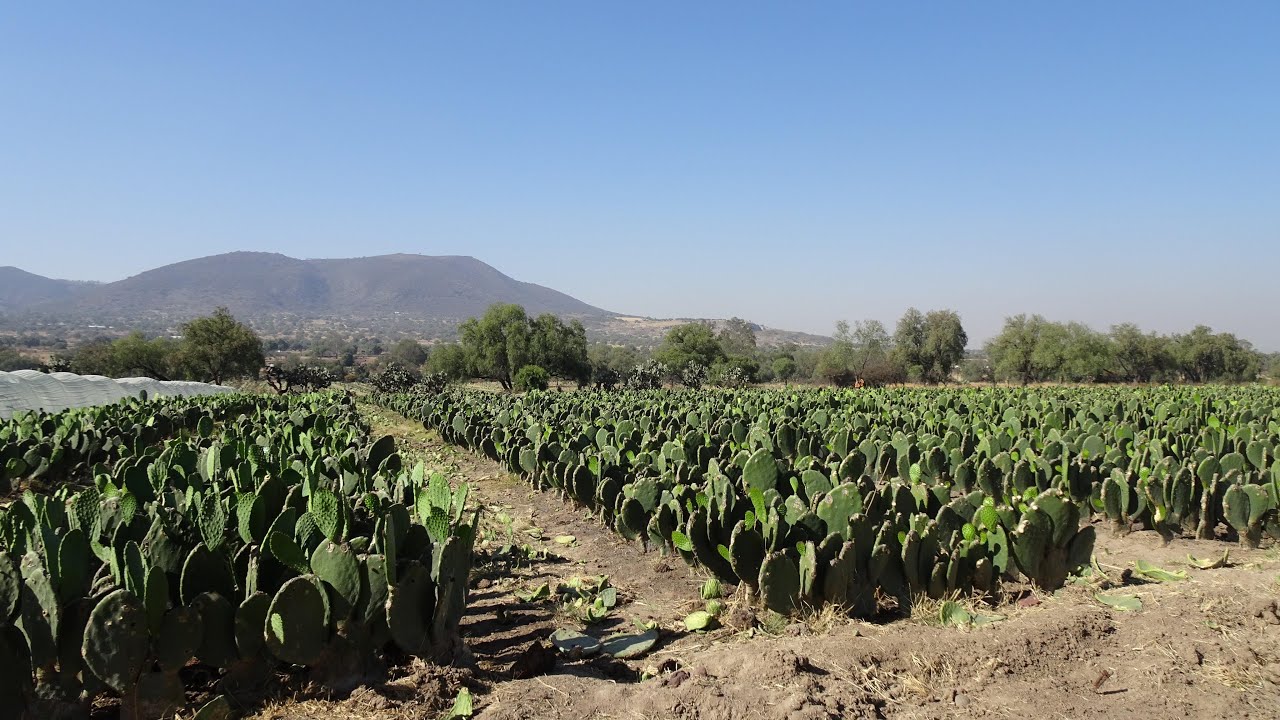 ¿Cómo SEMBRAR y ENRAIZAR NOPAL?