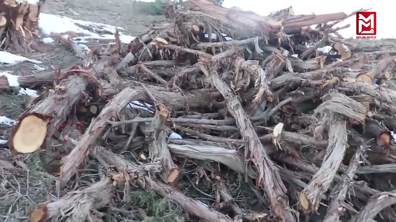 د افغانستان ځنګلونه، ارزښت او ورپېښ ګواښونه Forests of Afghanistan