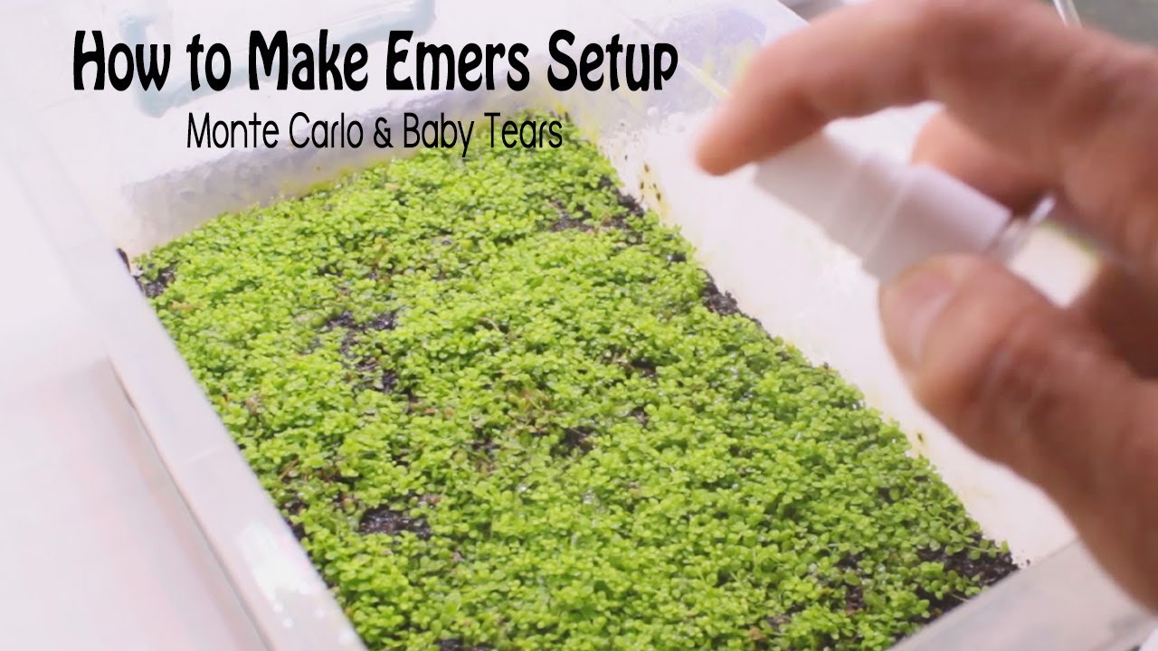 How to Make Emers Setup Monte Carlo & Baby Tears Aquarium Plants
