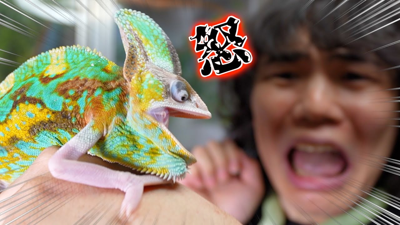 【なんでや…】飼い主にブチギレまくるカメレオン！