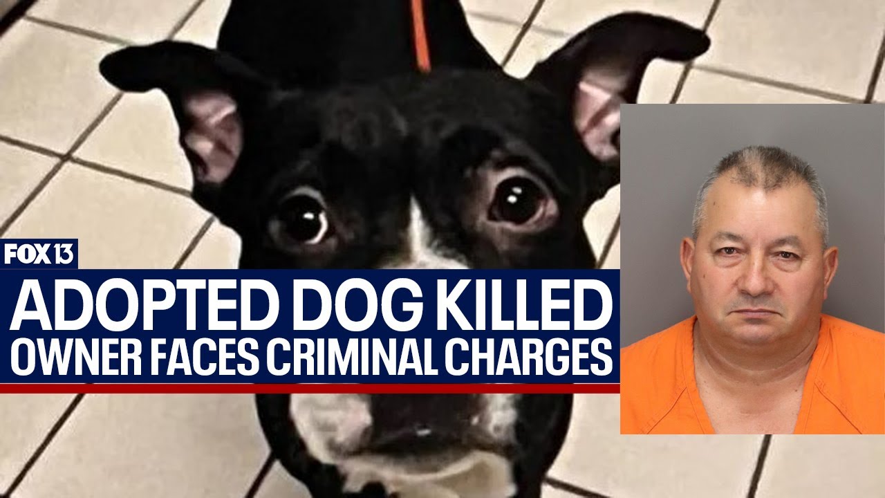 Man accused of killing newly adopted dog