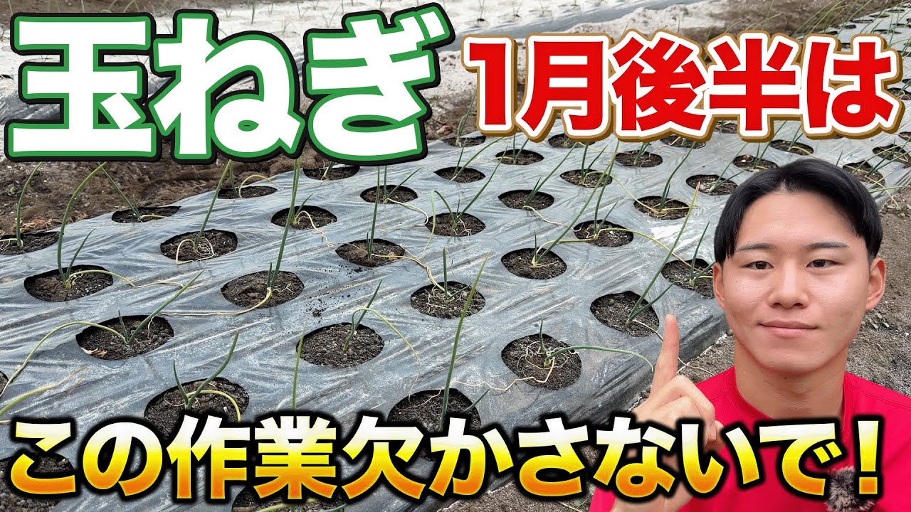 【今すぐやる】玉ねぎ栽培成功にはこの作業は欠かさないでください