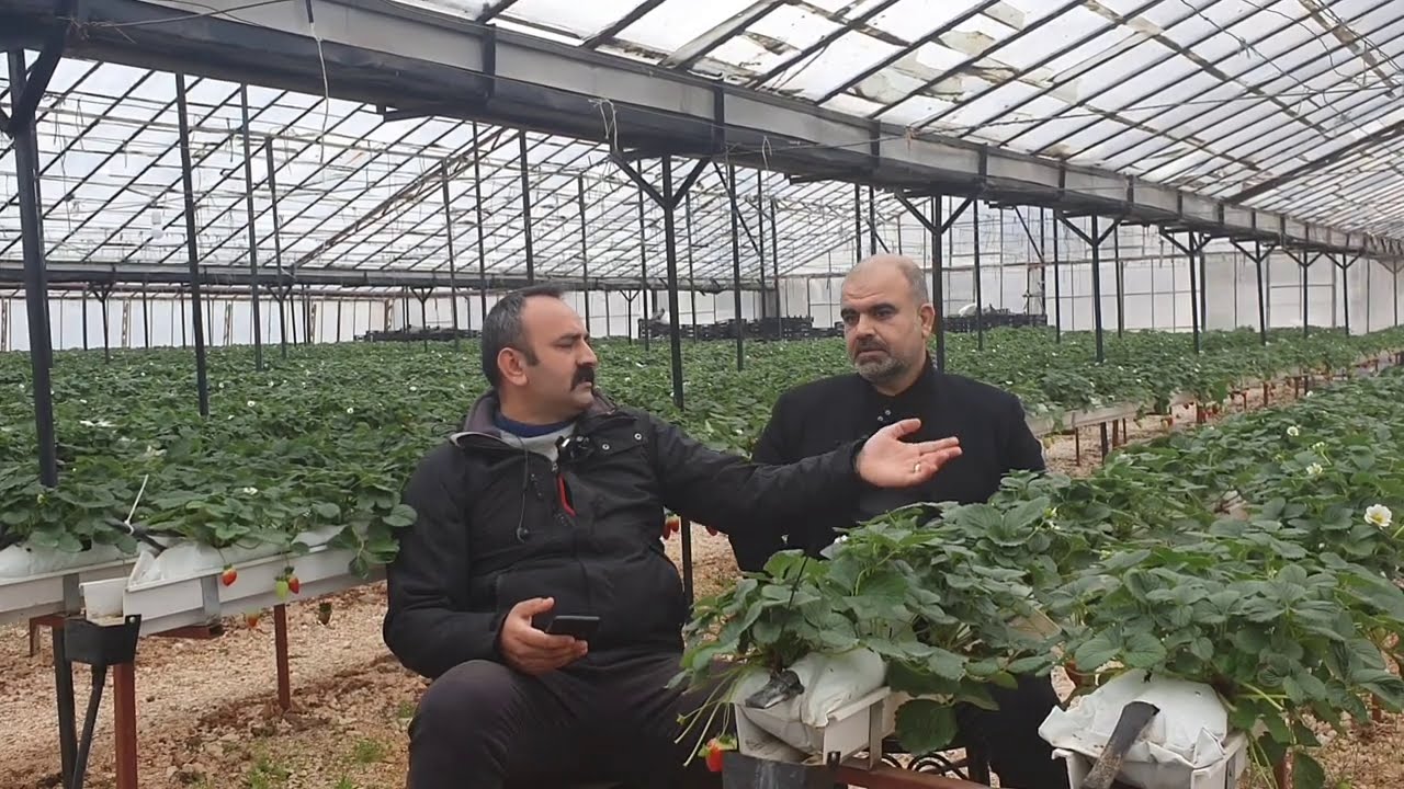 Topraksız 🍓Çilek🍓 Serası Hakkında Dikkat Etmeniz Gerekenler Dost🍓 Sohbet🍓 Muhabbet 🍓MYC Sönmez Tarım