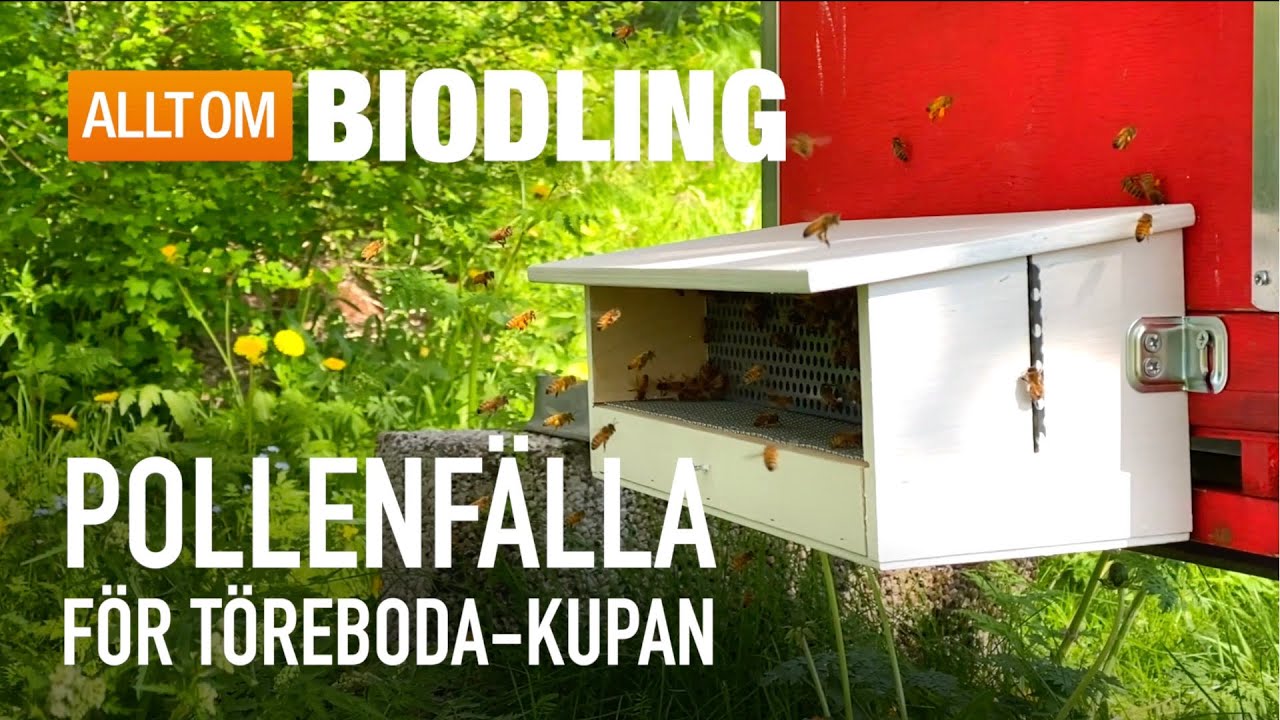 Pollenfälla för Töreboda-kupan | Skörda bipollen