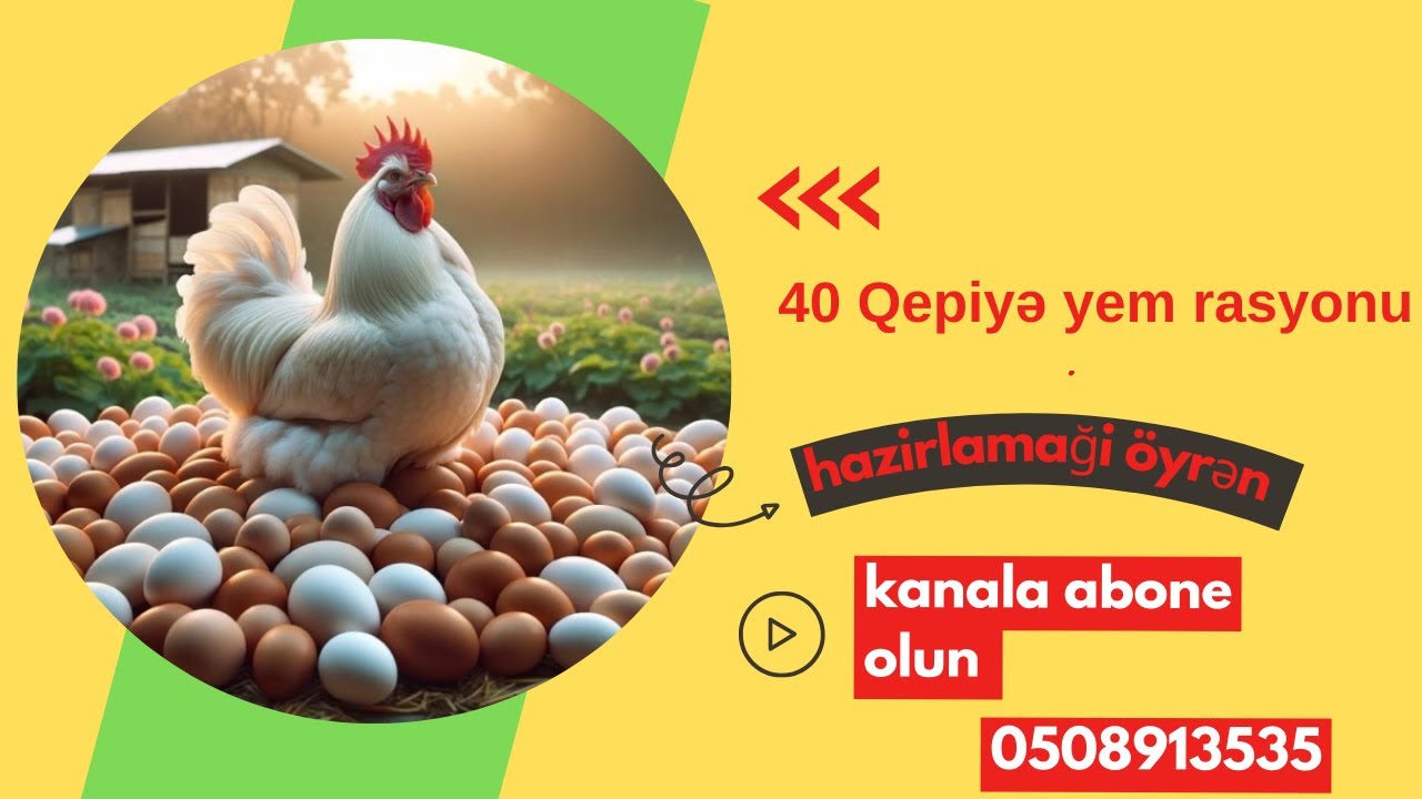 Cəmi 40 Qəpiyə Toyuqların Yumurta yemini özün  hazirla(40Qəpiye  Möcüzə Həlli)