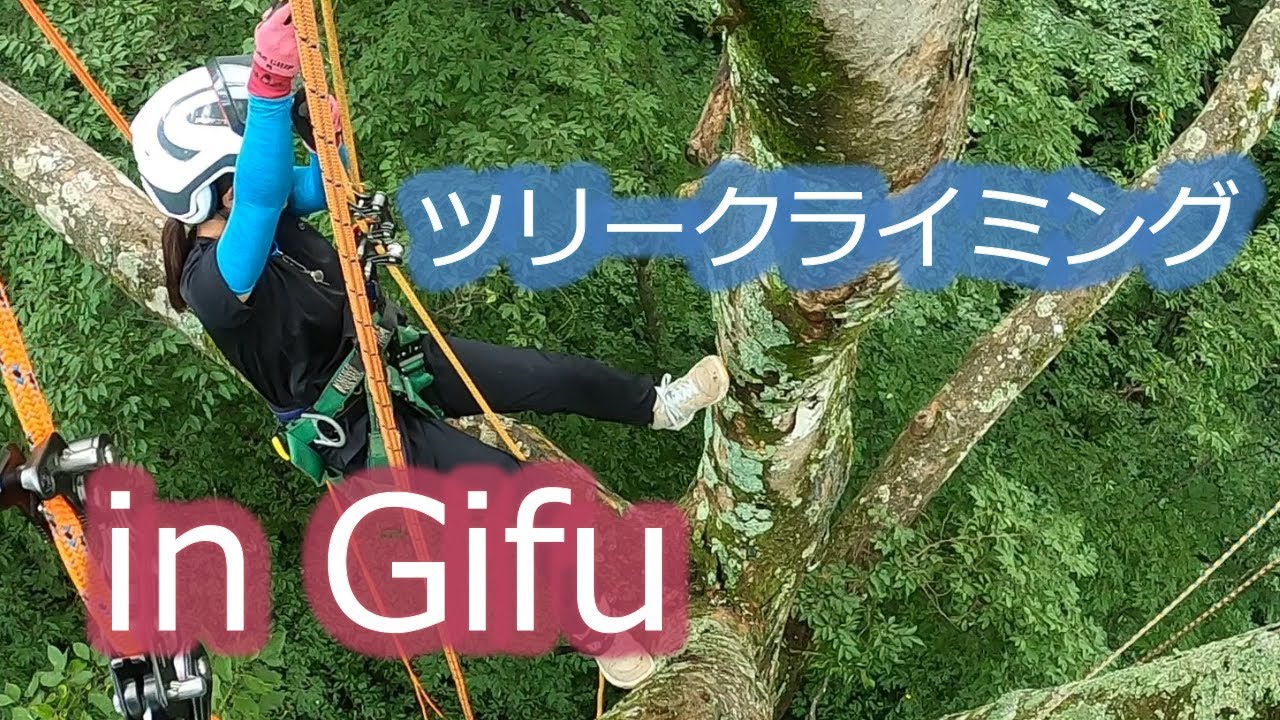 【ツリークライミング】18歳女性クライマー25mのケヤキに登る