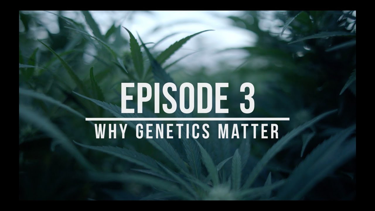 Growing Hemp: Best Practices for Success &ndash; Episode 3: Why Genetics Matter