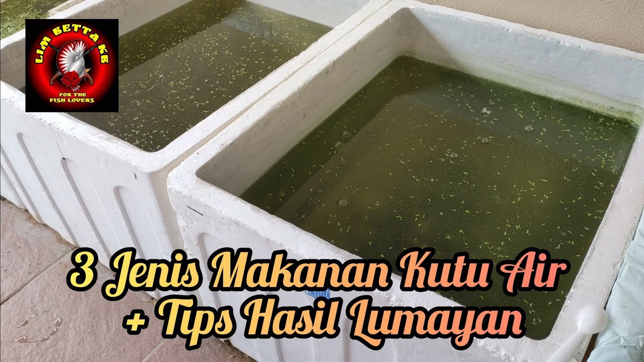 [ 3 Jenis Makanan Kutu Air + Tips Hasil Lumayan ]