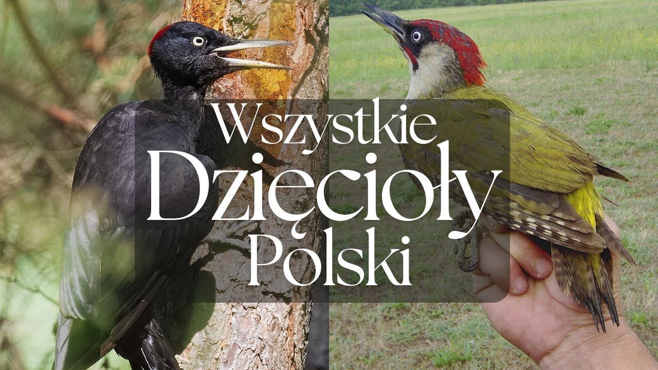 Wszystkie Dzięcioły Polski - Prezentacja 10 krajowych gatunków | Podcast o Zwierzętach nr 7
