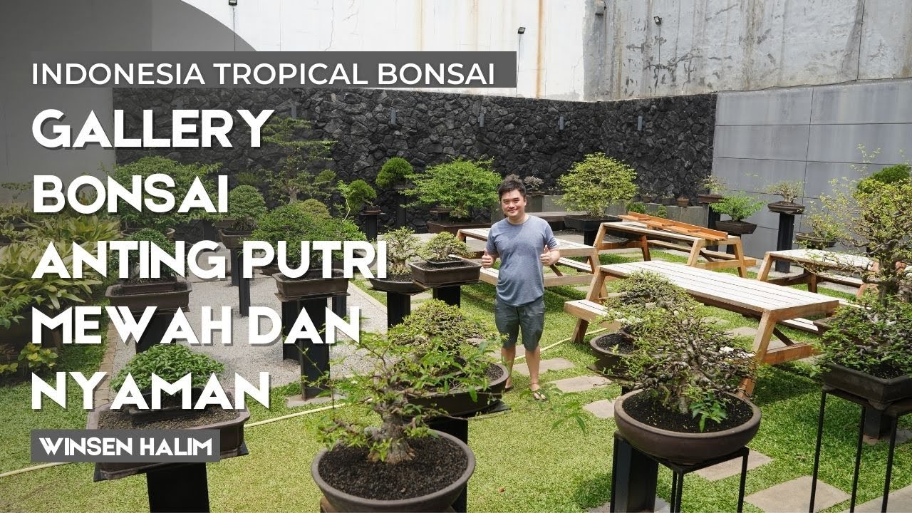 Gallery Bonsai Anting Putri Mewah di Jakarta Barat milik Winsen Halim