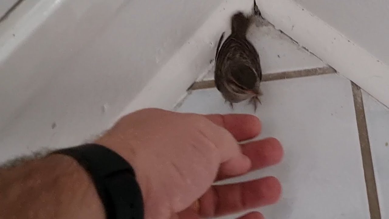 O Pardalzinho esta cada dia mais forte e se desenvolvendo perfeitamente