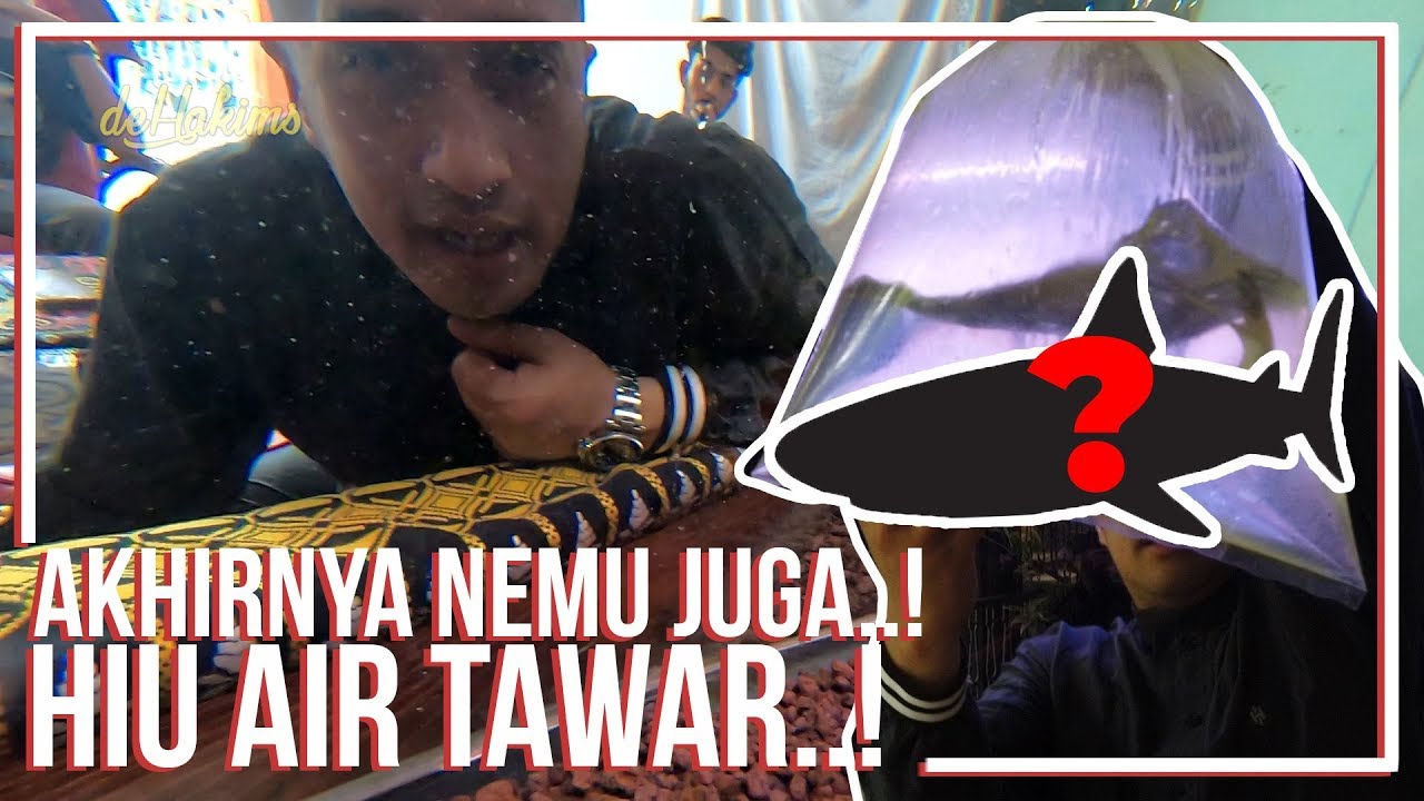 AKHIRNYA DAPET JUGA  ! IKAN HIU AIR TAWAR..!