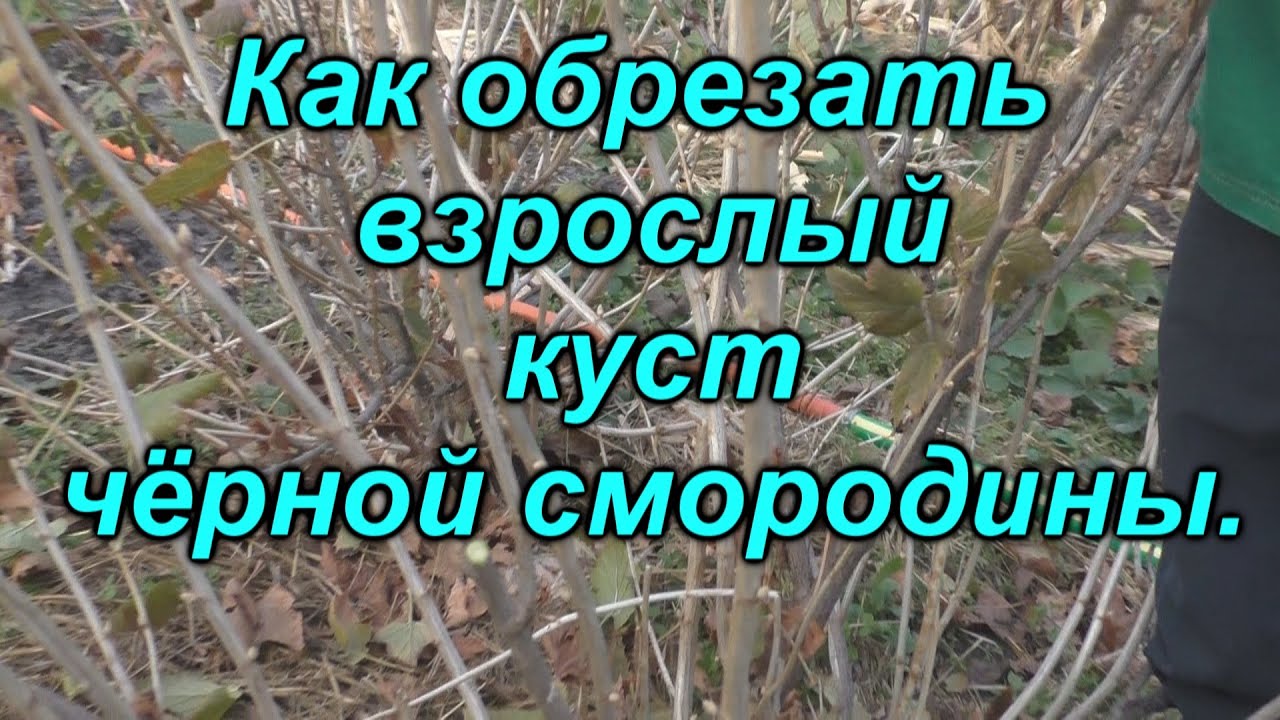 Правильная обрезка 3-х летнего куста черной смородины - залог высокого урожая!