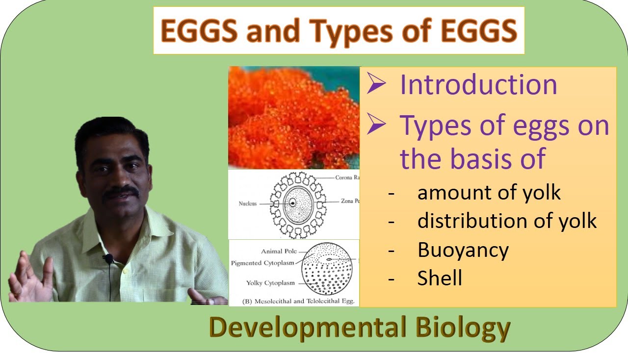 EGGS and Types of EGGS (on basis of amount and distribution of Yolk, Bouncy, Shell)