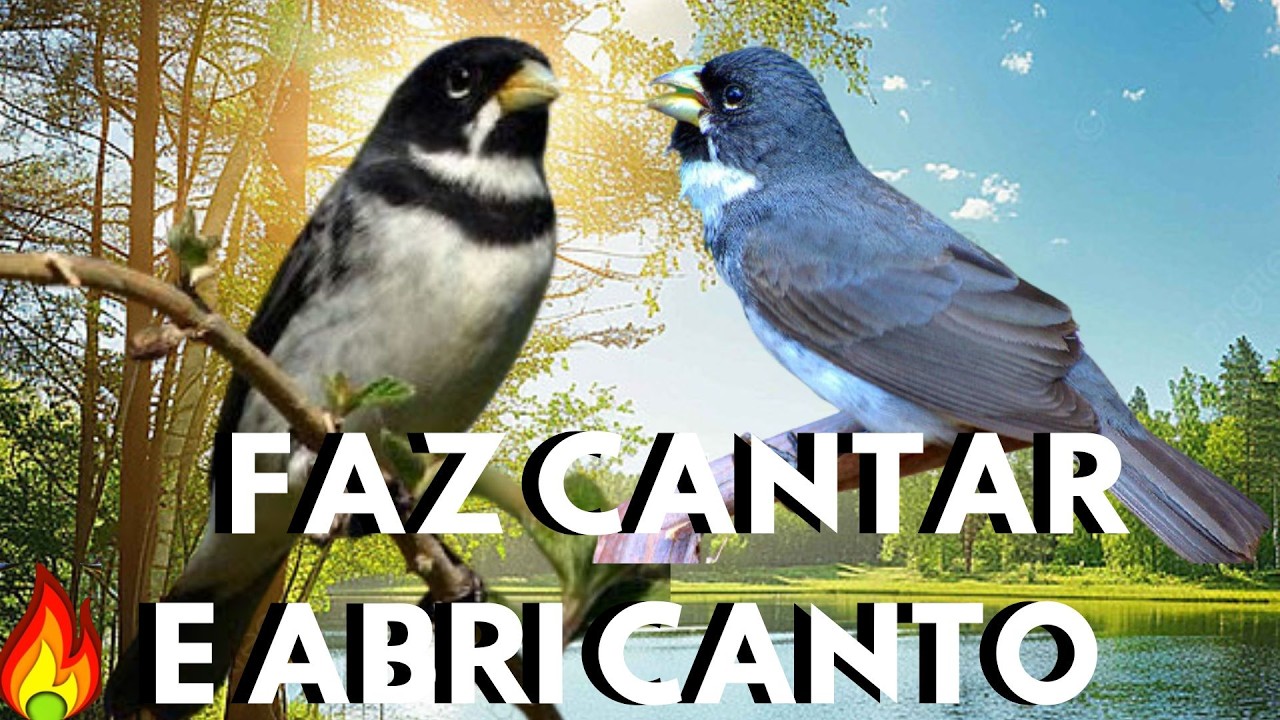 Coleira tui tui para Cantando para ESQUENTAR 💥Canto de coleira tui tui  💥