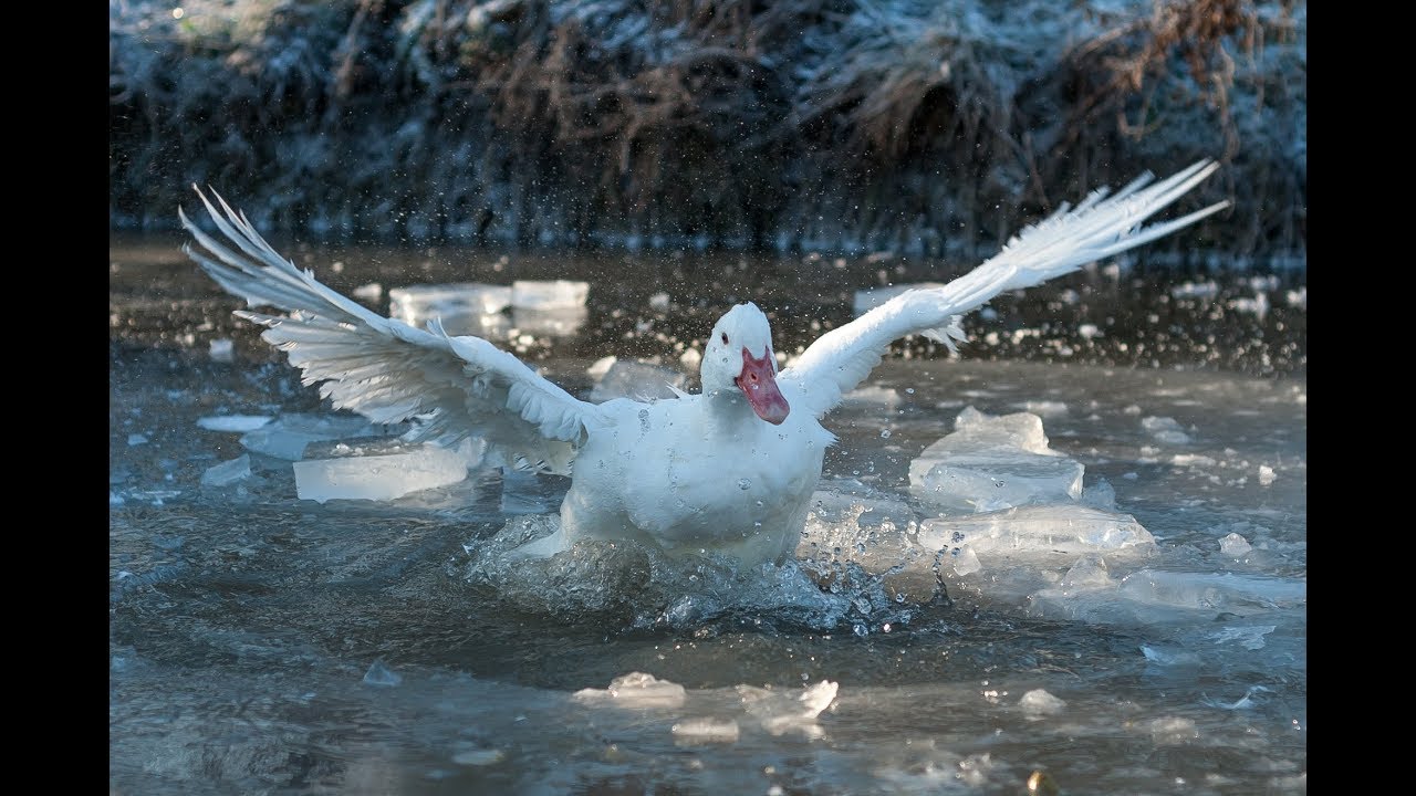 Gut Weidensee - Enten beim Eisbaden