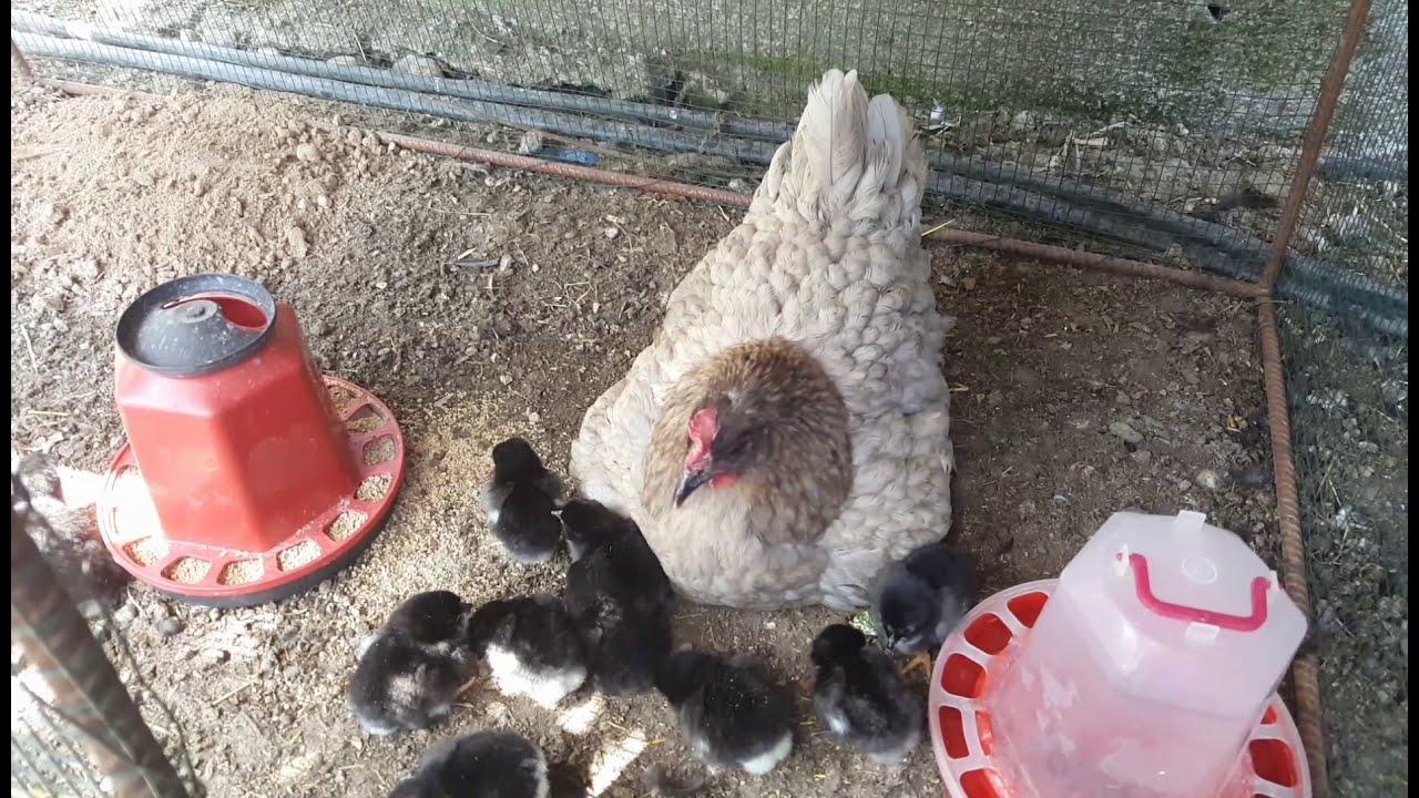 Gurk tavuk, jersey yavrularımız &ccedil;ıktı