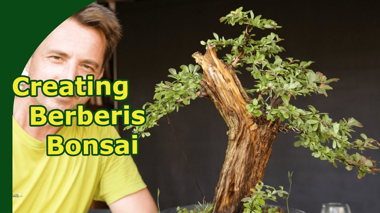 Barberry Bush to Bonsai (Carving, pruning and wiring pre-bonsai Berberis material)