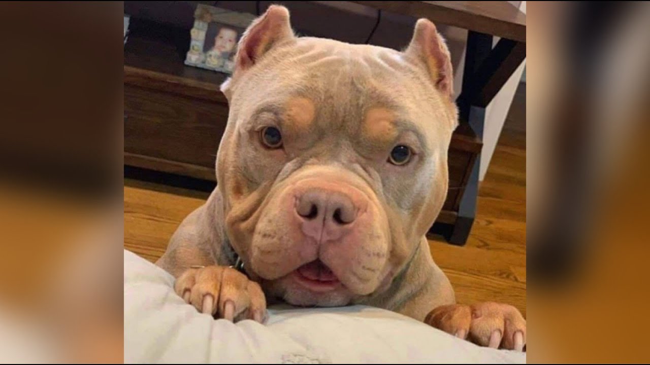 Funniest American Bully Videos | Cutest Bullies Ever