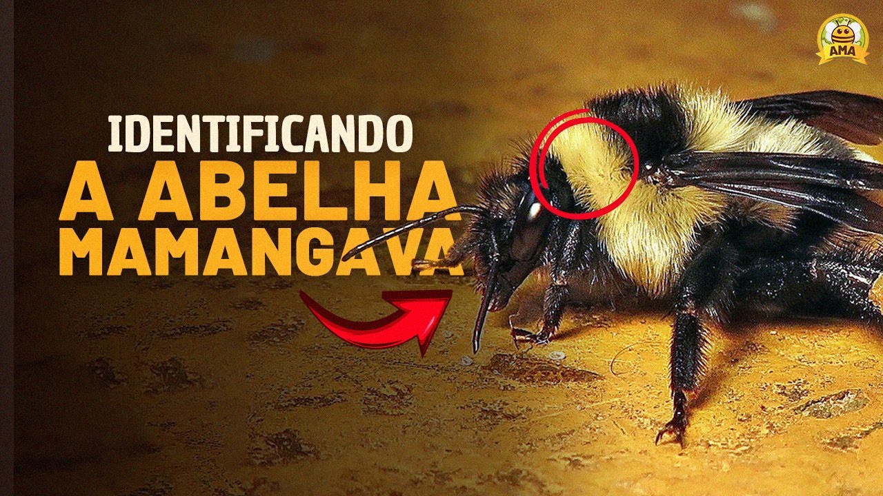 Os TIPOS DE MAMANGAVA que existem no Brasil!