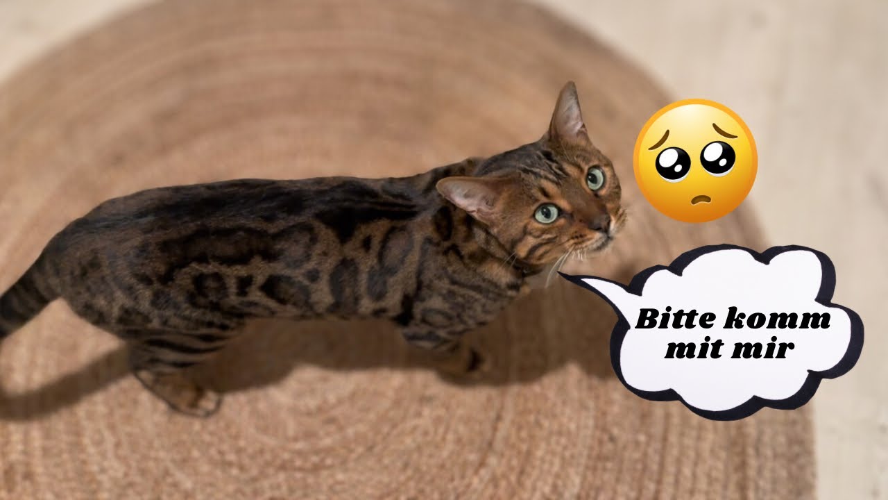 Nachts alleine mit meiner Katze, aber wir haben beide Angst im dunkeln.. 