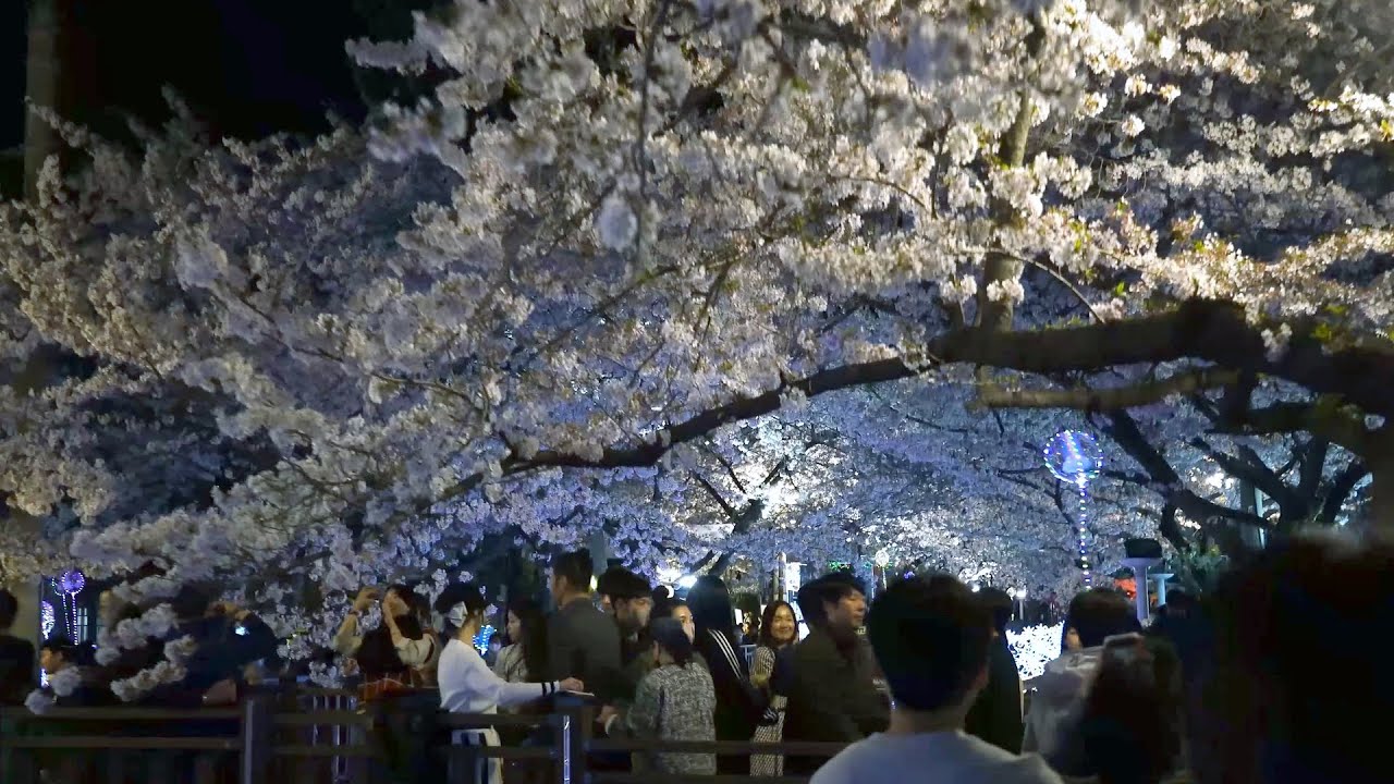[4K Walk] 진해 군항제 벚꽃축제, 진해 여좌천 Cherryblossom Night Walking