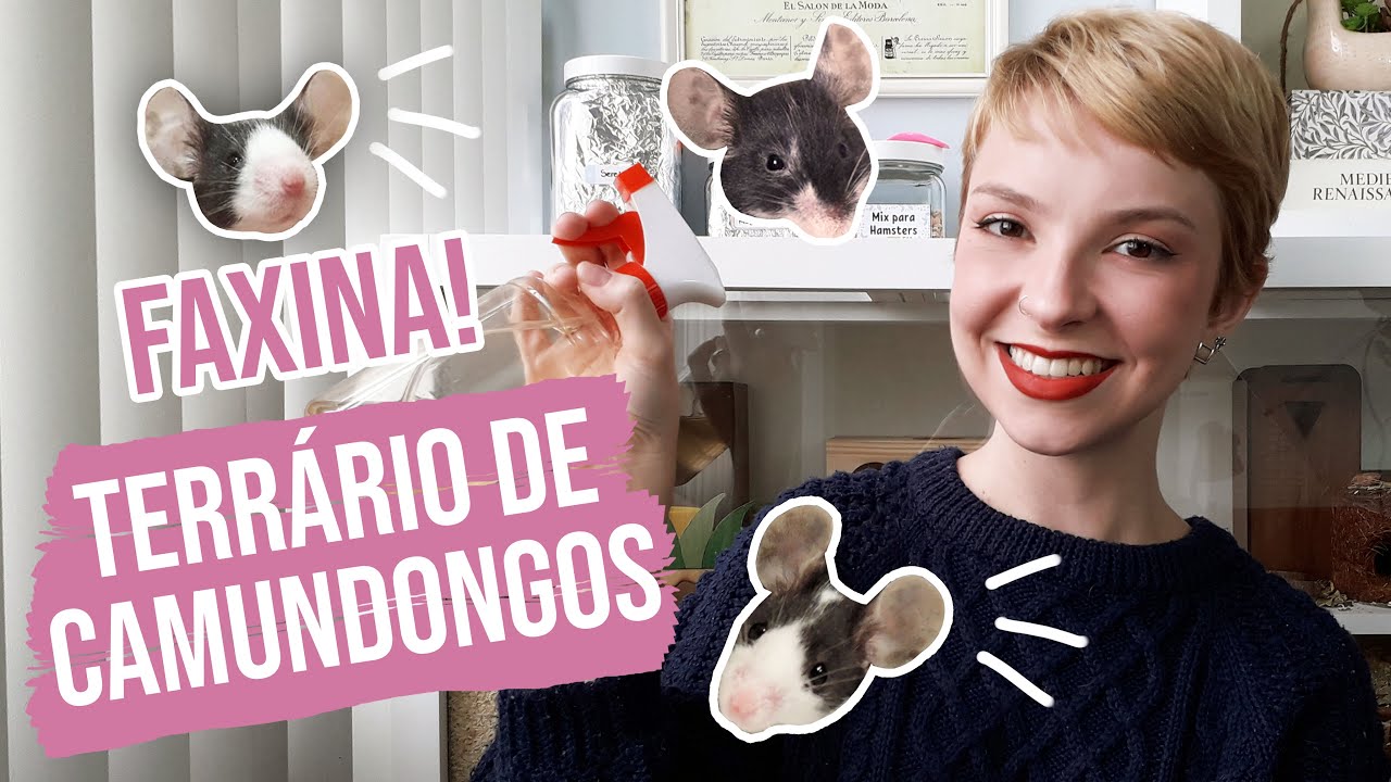 Como LIMPAR o terrário do seu HAMSTER ou CAMUNDONGO