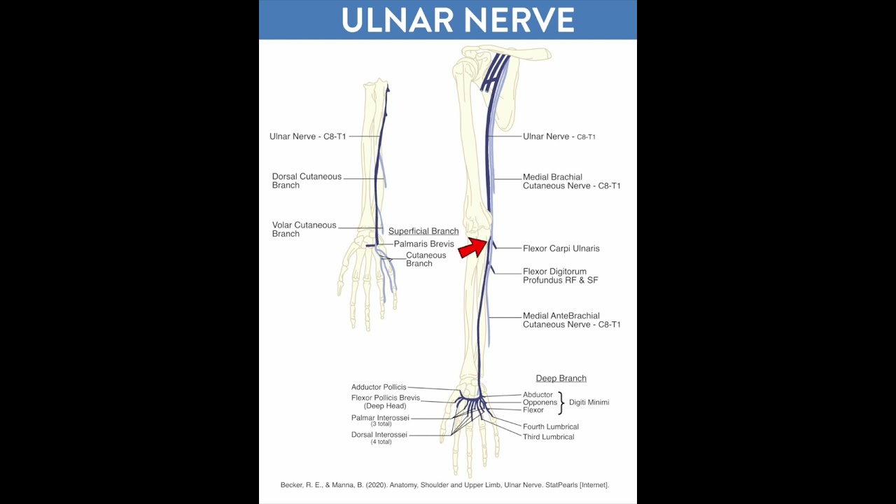 Ulnar Nerve Pathway Explained
