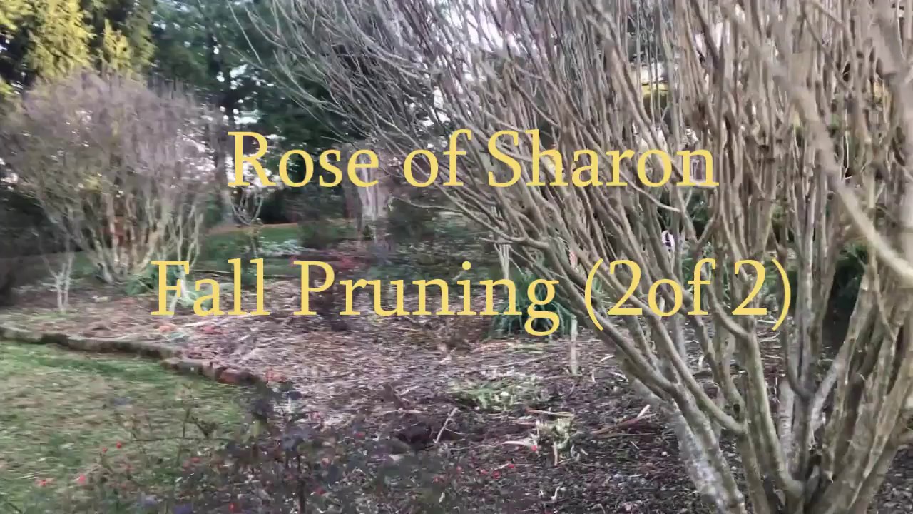 Rose of Sharon Fall Pruning (2 of 2) Tim Arnzen