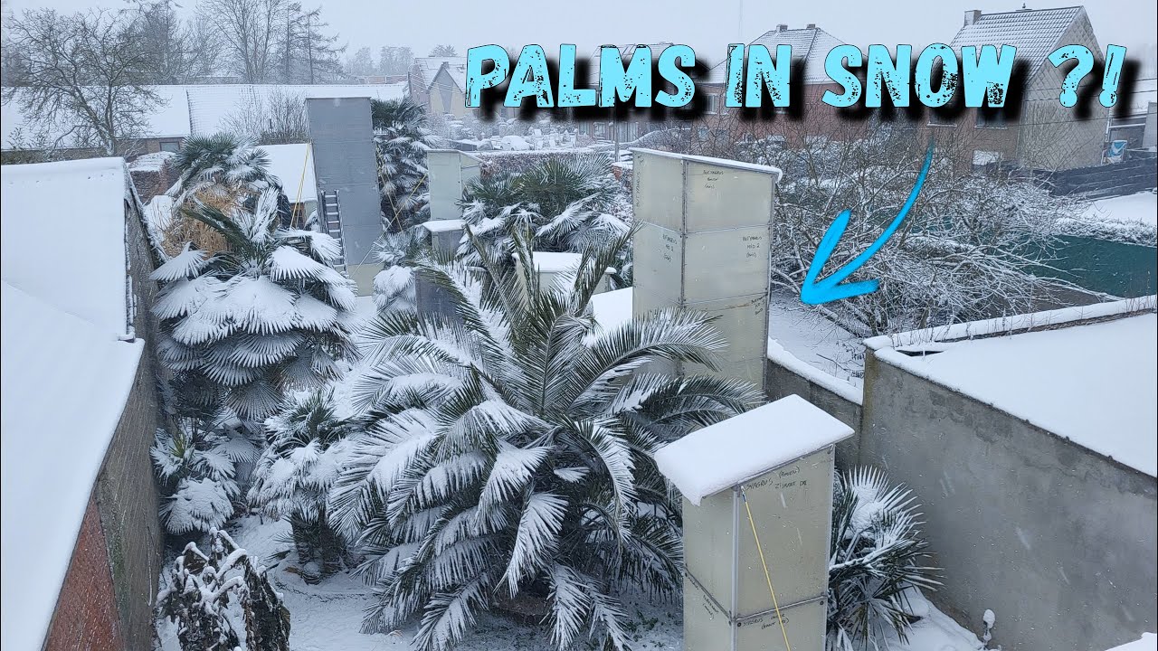 🥶 Зимняя прогулка по саду | 🌴 Пальмы под снегом ❄️ (2026)