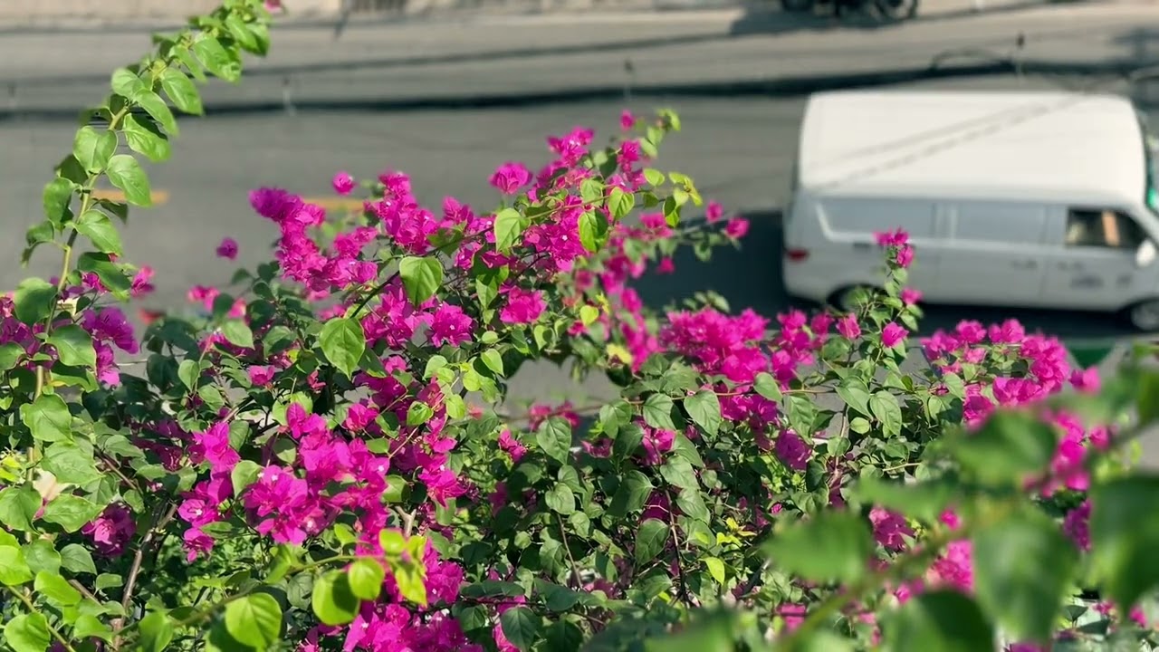 Sound flower - melody piano guitar relax