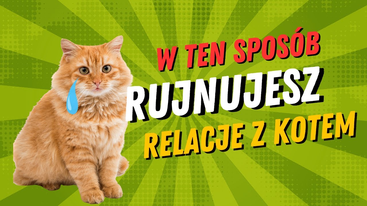 5 sposob&oacute;w na zrujnowanie relacji z kotem