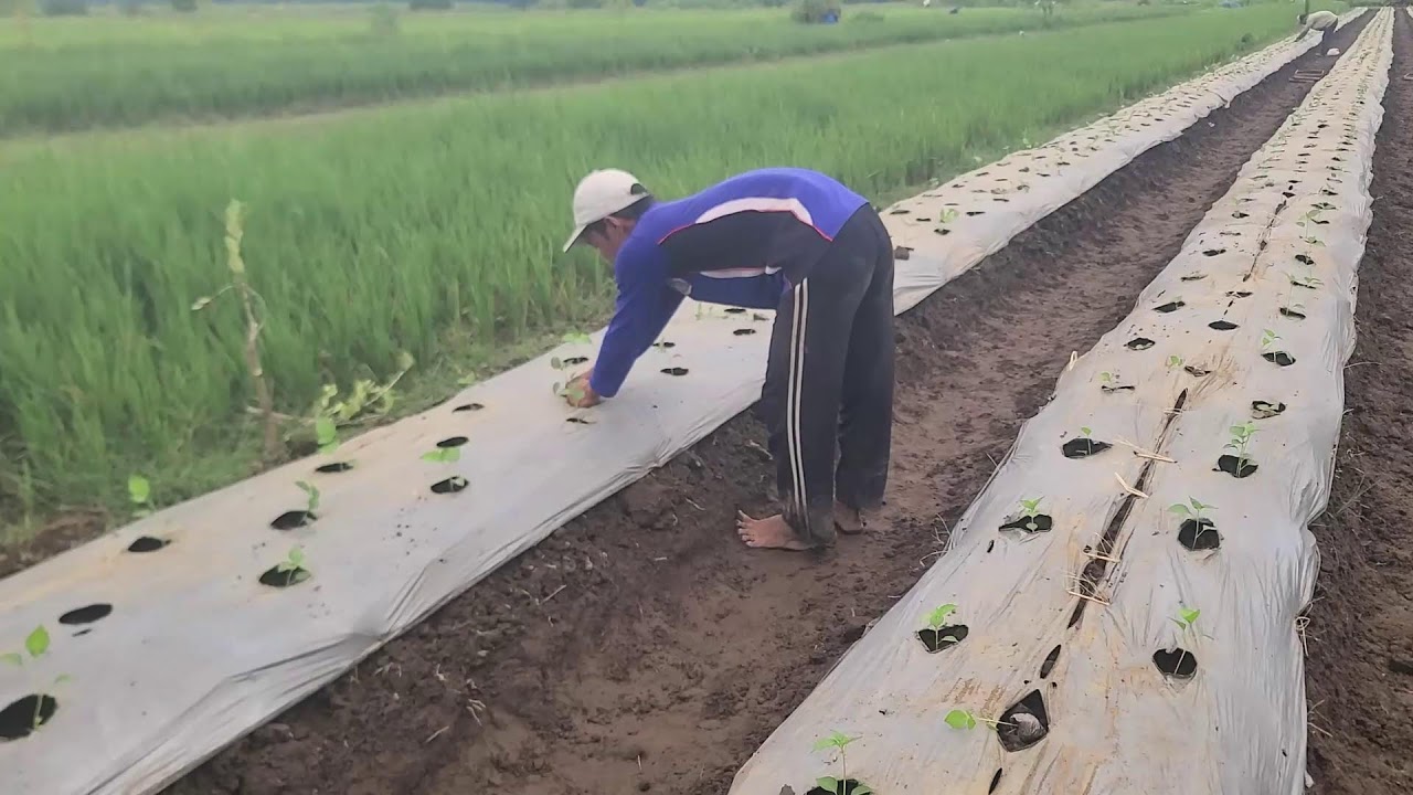 Garden Tech: Why We Use Mulch for Growing Chilis _FarmersLife _Shorts