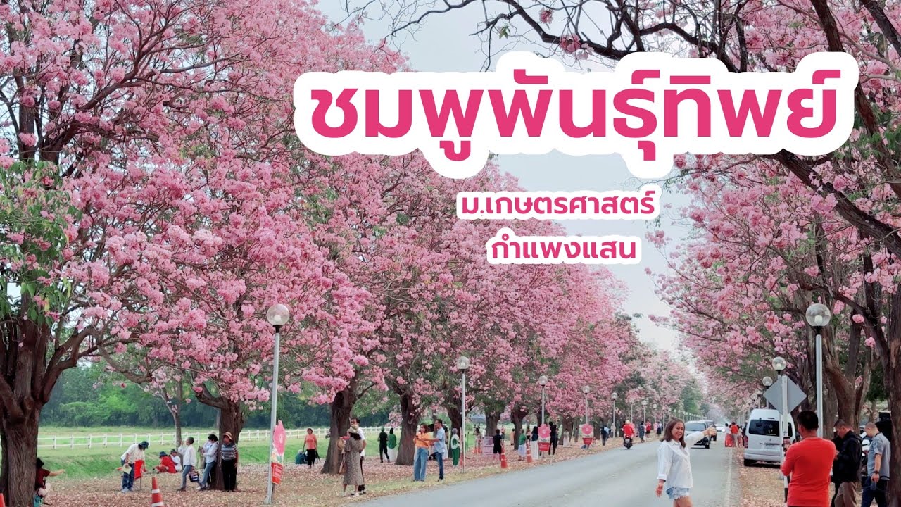 ชมพูพันธุ์ทิพย์กำแพงแสน บานสะพรั่ง 25 ก.พ 2569