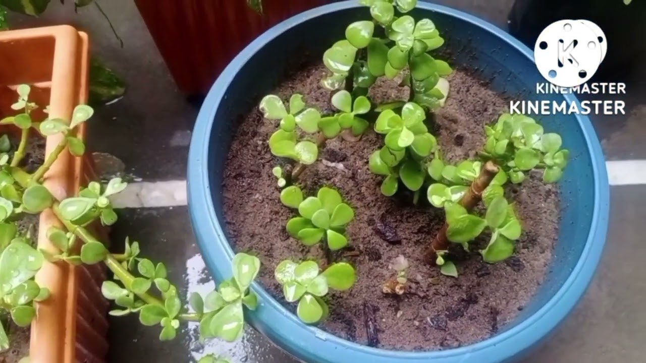 jade plant care September 2, 2022