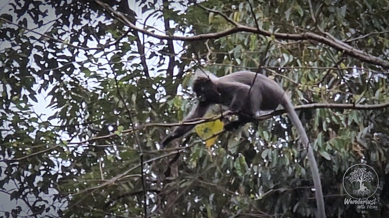 Dusky Leaf Monkey (a.k.a Spectacled Langur) in its Natural Habitat