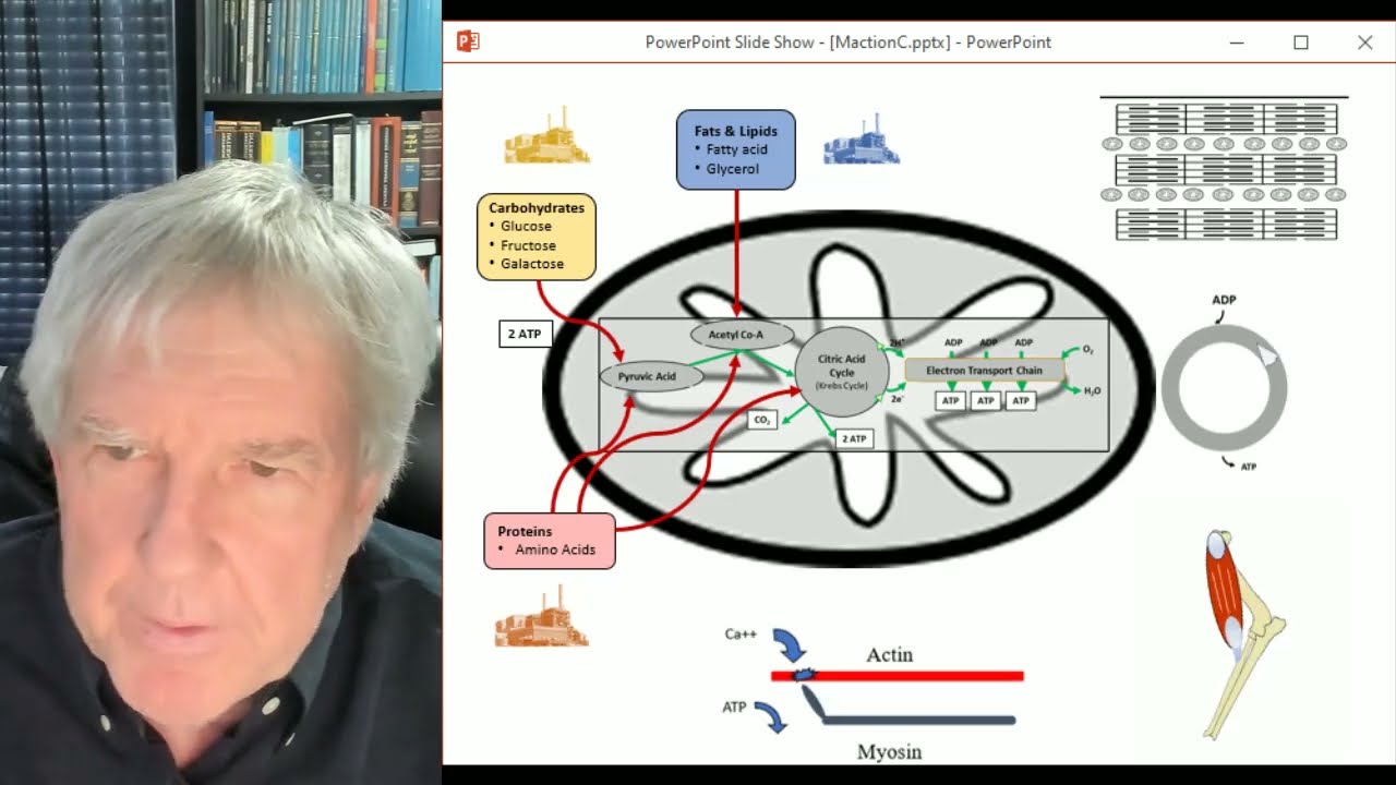 Dog Performance: A Presentation on the Basics of Energy Systems and Conditioning