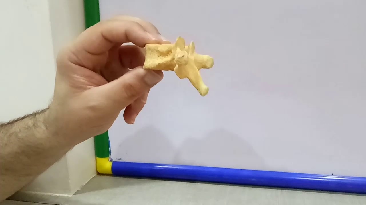 IDENTIFYING THORACIC VERTEBRAE - BY DR MITESH DAVE