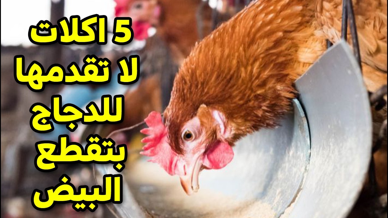 🐔5 اكلات خطيرة تقطع البيض في الشتاء لا تقدمها لدجاجك حتي لاتخسر مشروعك الصغير او الكبير خبرة السنين