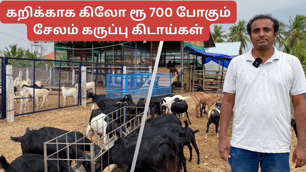 Profitable Salem black goat