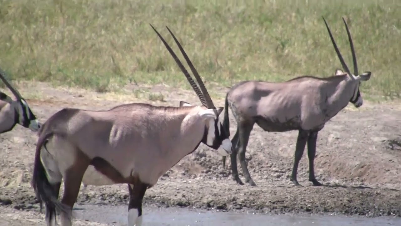 2013-a video clip 18  etosha 03 movie