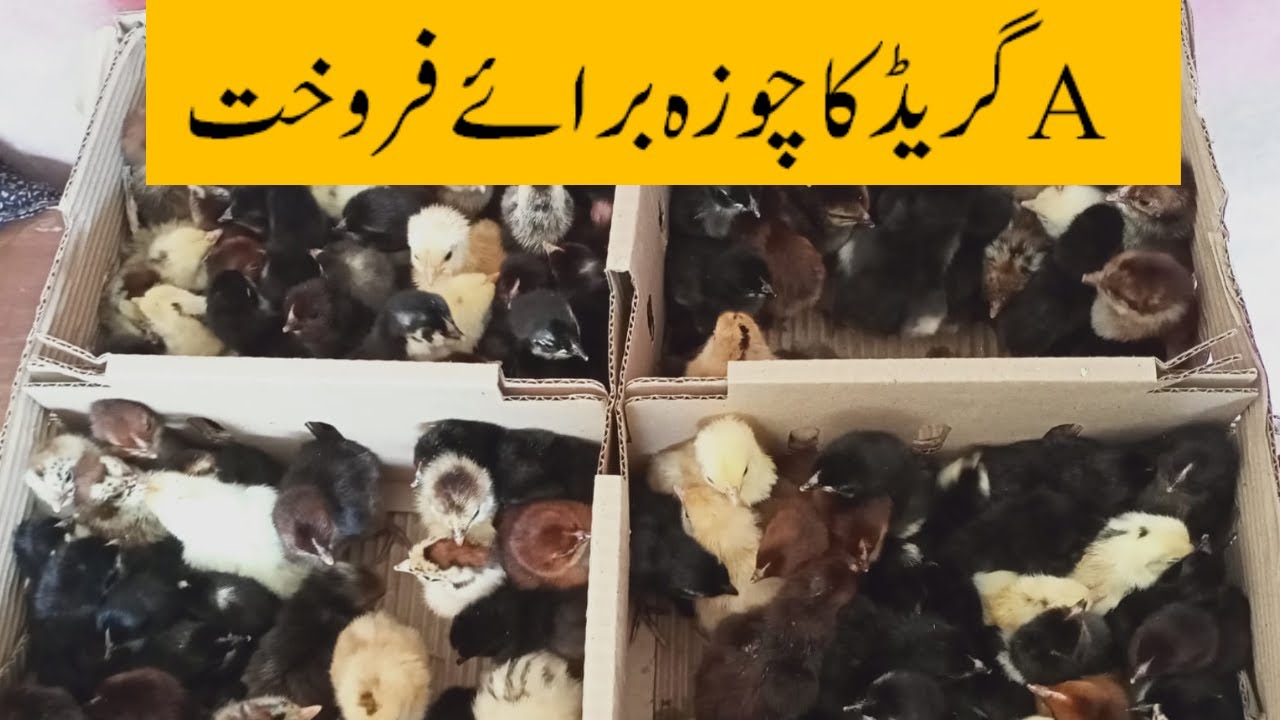 Golden Misri A Grade Chicks For Sale || Golden Misri Chuza For Sale