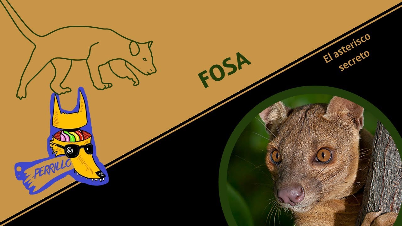 Fosa: El trasero Ninja| Ep 133| CULTURA COLMILLUDA