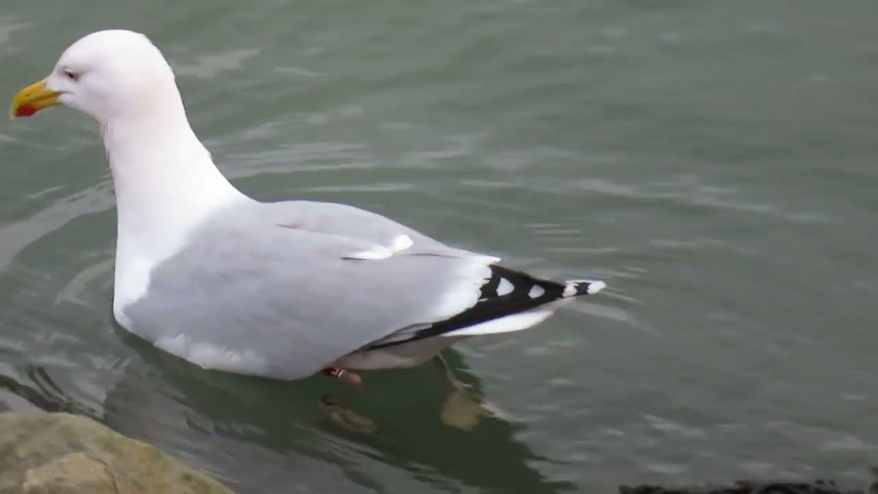 Herring Gull, Larus argentatus, Landtong Rozenburg, ZH, the Netherlands, 31 Jan 2024 (*59*)