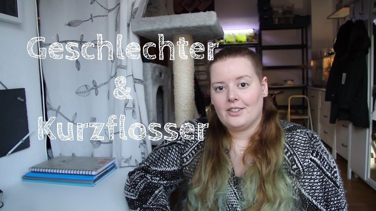 Kampffisch-Flossenkunde #2: Geschlechter und Kurzflosser