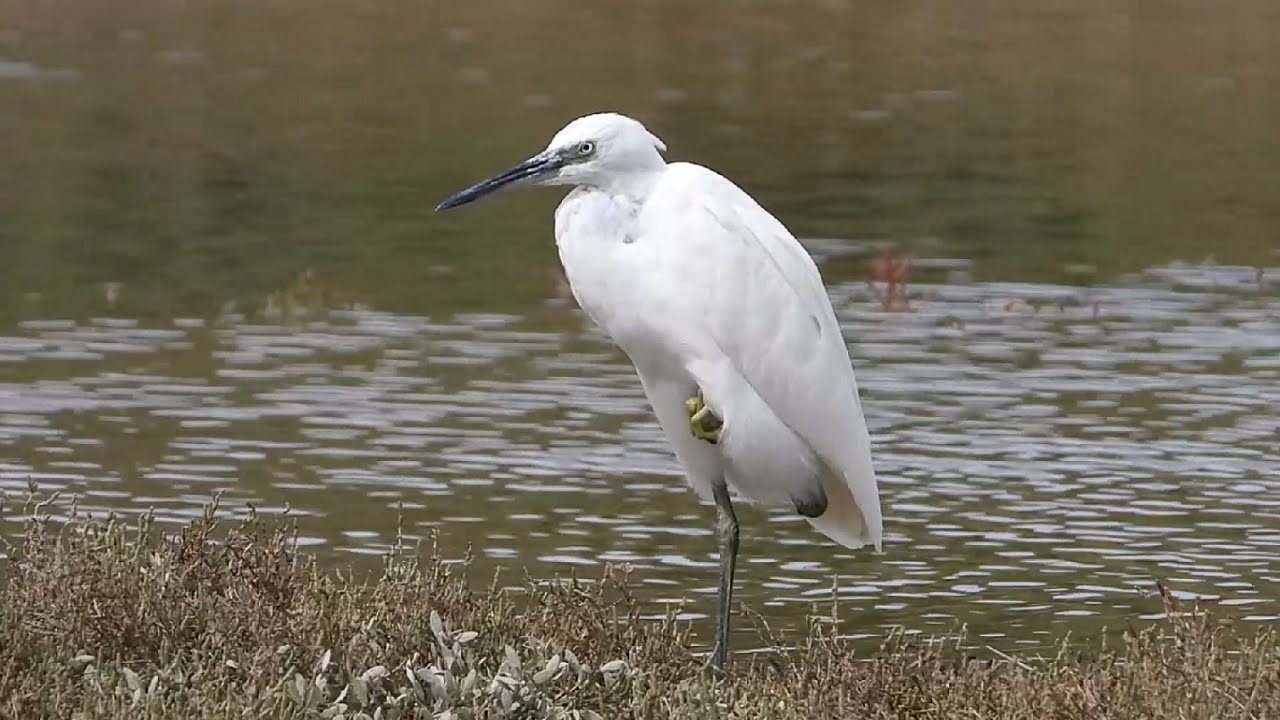 Ptice Hrvatske - Mala bijela čaplja (Egretta garzetta) (Birds of Croatia - Little Egret) (7/7)